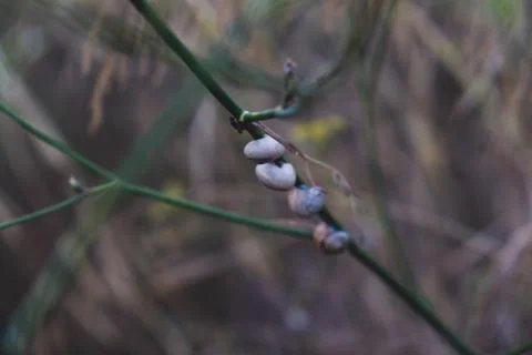 Group of snails on the same bush branch Stock Photos