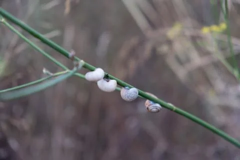 Group of snails on the same bush branch Stock Photos