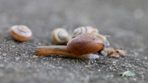 Group of snails on stone feeding from fruit Video stock 109192761