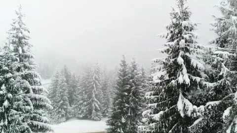 Group of snow-covered trees, including spruce, fir, pine. Stock Footage 255490910