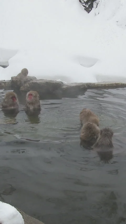 Group of Snow Monkeys Bathing Together in Hot Spring Vertical Video 스톡 동영상 345890854