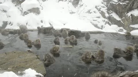 Group of snow monkeys relaxing in a natural hot-spring, Jigokudani, Nagano Japan Stock Footage