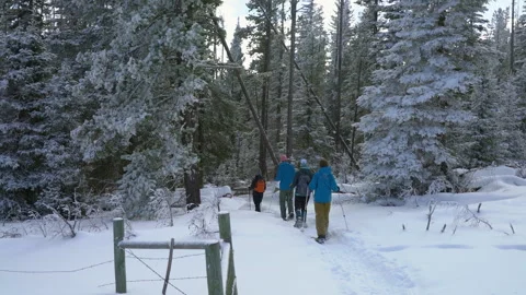 Group snow shoeing into forest while snow falls Stock Footage 271163129