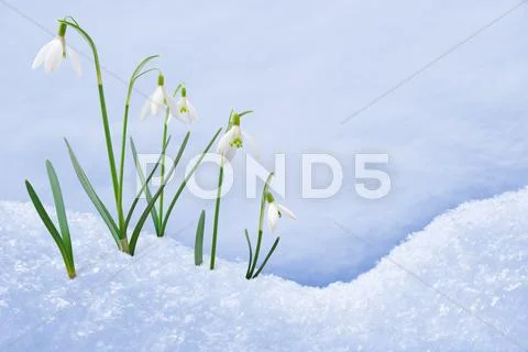 Group of snowdrop flowers growing in snow Stock Photos