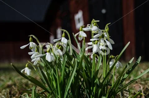 Group of snowdrops Stock Photos