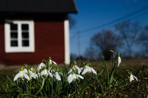 Group of snowdrops Stock Photos