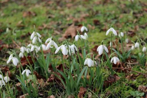 Group of snowdrops Stock Photos