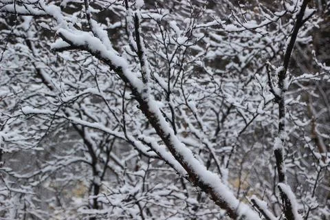 Group of snowy branches Stock Photos