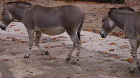 A group of Somalian wild ass Stock Footage 257124173