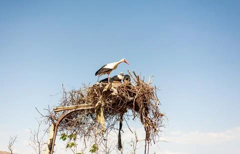 A group of some storks flying Stock Photos