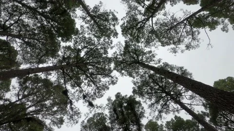 Group of some trees in a forest growing up together - nature concept and loving  Vídeos de archivo 139046770