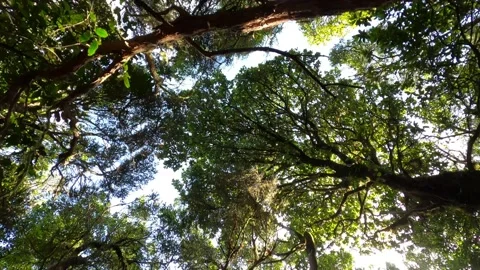 Group of some trees in a forest growing up together - nature concept and loving  Stock Footage 141652655