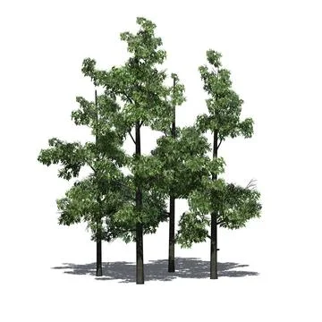 A group of Sourwood Trees in spring with shadow on the floor Stock Illustration