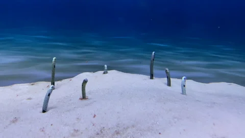 Group Spaghetti Garden Eels Gorgasia maculata white sand blue background Stock Footage 160405855