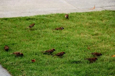 Group of sparrow Stock Photos