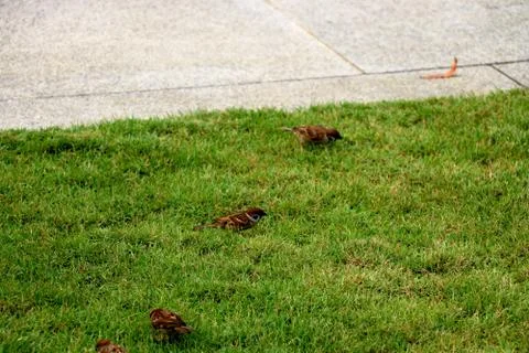 Group of sparrow Stock Photos