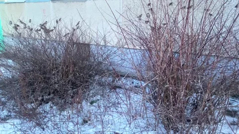 A group of sparrows are sitting on the branches of a bush, the sparrows are.. Stock Footage 308804203