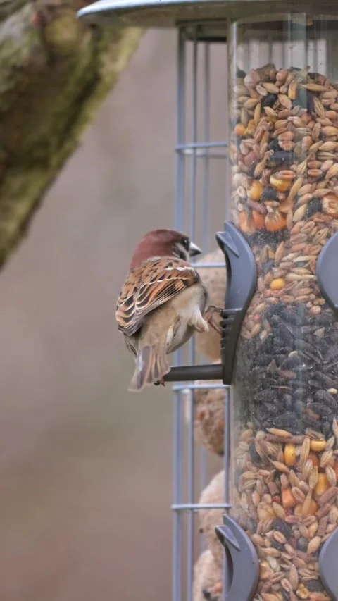 Group of sparrows around feeder waiting for food and feeding on seeds in sl.. Video stock 328731623