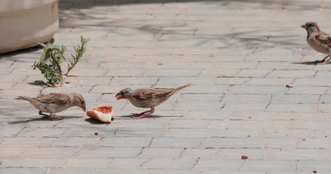 A group of sparrows arrives and eats bread Stock Footage 94728003