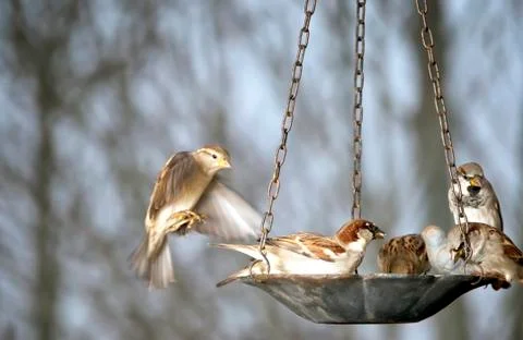 Group of sparrows at the bird feeder Stock Photos