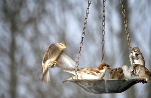 Group Of Sparrows At The Bird Feeder Stock Photos