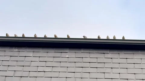Group of Sparrows Entering and Exiting a Rooftop Ledge in Perfect Sync Stock Footage 316802576
