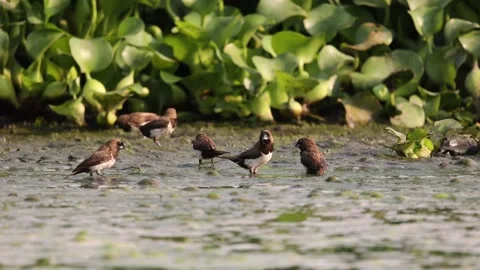 A group of sparrows feeding time Vidéo 160961709