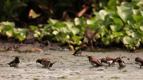 A group of sparrows Vidéo 160961705