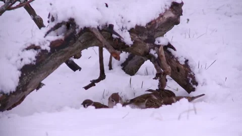 Group of sparrows looking for food in the snow 스톡 동영상 299790067