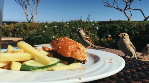 A group of sparrows pecking a bun on a burger from a plate Stock Footage 101044408
