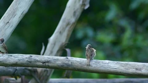 Group of Sparrows Perched Together on Wooden Trellis Stock Footage 345306881