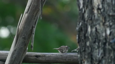Group of Sparrows Perched Together on Wooden Trellis Stock Footage 345306891