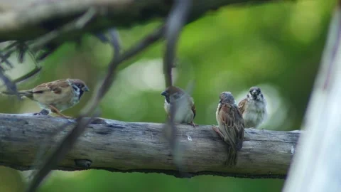 Group of Sparrows Perched Together on Wooden Trellis Stock Footage 345549558