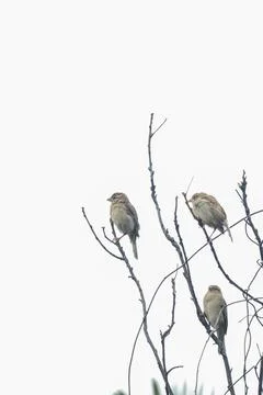 Group of Sparrows Perched on Tree Branch Stock Photos