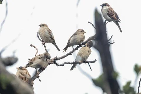 Group of Sparrows Perched on Tree Branch Stock Photos