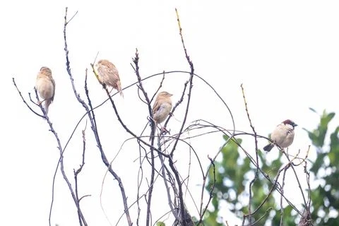 Group of Sparrows Perched on Tree Branch Stock Photos