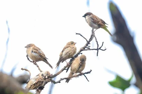 Group of Sparrows Perched on Tree Branch Stock Photos