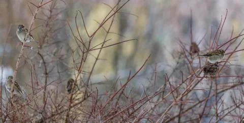 Group of sparrows on a red branch Stock Photos