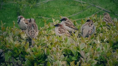 A group of sparrows sits on a tree branch in a park in spring. Stock Footage 154681592