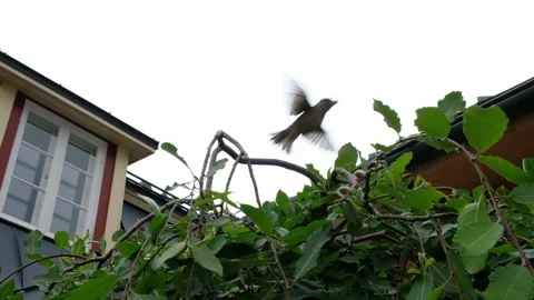 Group of sparrows sitting on a branch near a house Stock Footage 304643155
