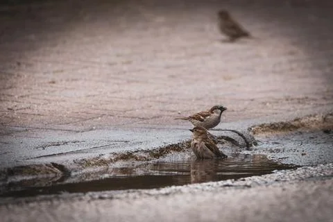 A group of sparrows takes a bath in a puddle Stock Photos