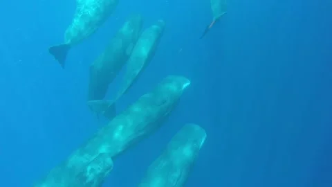 Group of Sperm Whales Stock Footage 209281657