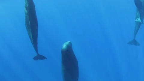 Group of sperm whales sleep vertically relative to water level. Stock Footage 236567478