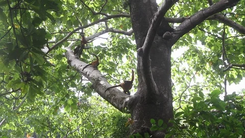 Group of spider monkeys climb tree Stock Footage 88392571