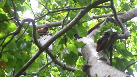 Group of spider monkeys Stock Footage 88392584