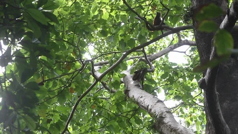 Group of spider monkeys play Stock Footage 88392357
