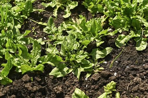 Group of spinach herb grows in rows. Foto stock