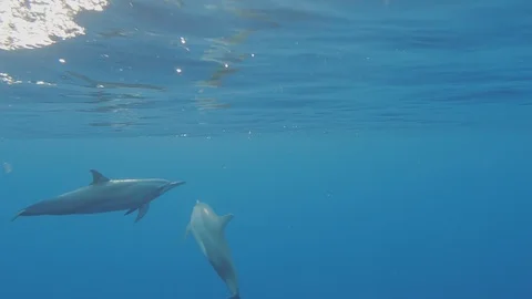 Group Of Spinner Dolphins Stock Footage 89582900