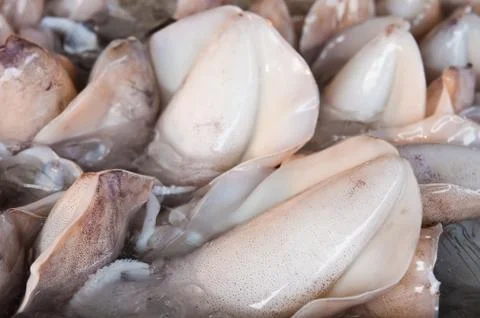 The group of splendid squid Foto stock