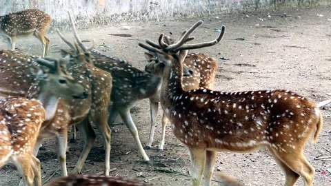 Group of spotted axis deer with antlers gathered closely together Stock Footage 324968732